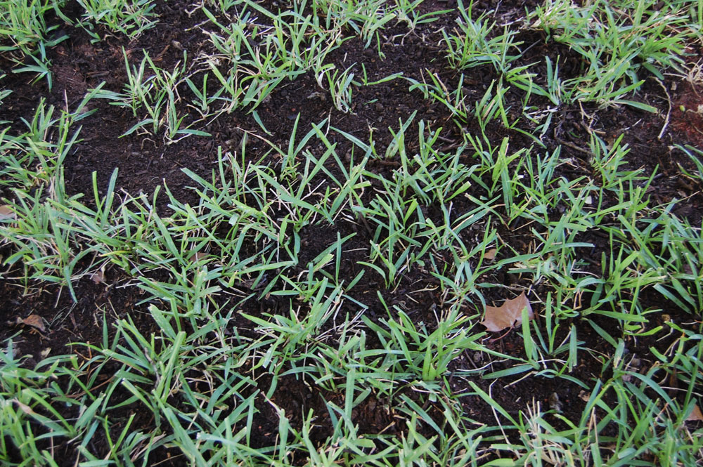 How Topdressing Improves Your Lawn Soil